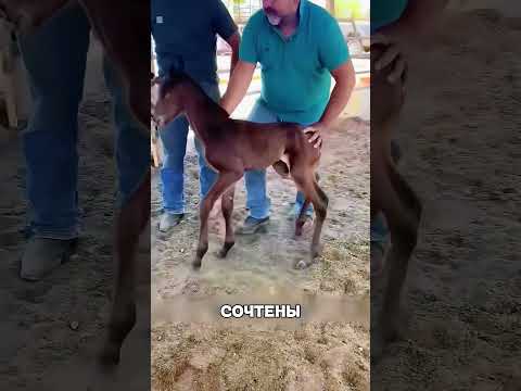 Простой трюк заставил кобылу ПОЛЮБИТЬ малыша🥹🔥🐴