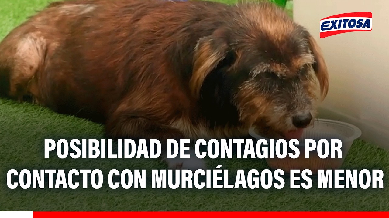 🔴🔵Contacto con murciélagos en cuevas puede ser riesgoso y hay que utilizar equipos de protección