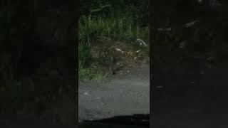 ハクビシン居た(+。+)