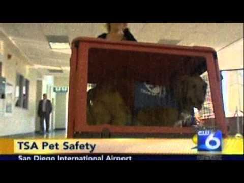 Pet Safety Lady founder of Bark Buckle UP LIVE on CW6 San Diego