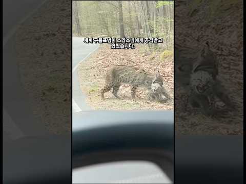 구름표범을 구해준 남성