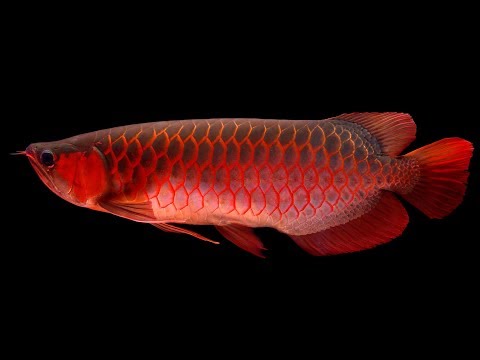 Red Arowana 3D LiveWallpaper Video