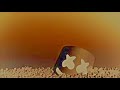 Silence Marshmello Broadway Remix