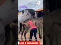 Horse Sperms Collecting Horse Pet Viral Wild Wildlife Animal Animallover Meeting Sexy