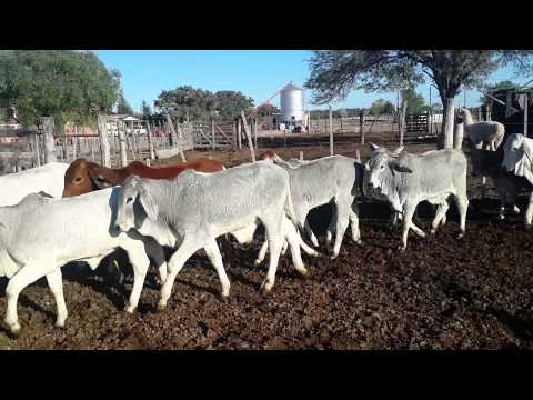 30 terneros (11 m y 19 h) BRAHMAN p/ la venta.