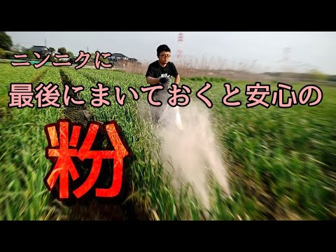 , title : '【ニンニク栽培】病気はこれ1つでほぼ防げる。'