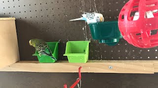 [Dinos Online]:Colossuem (war ender's last time at Colossuem😔❤️💚)