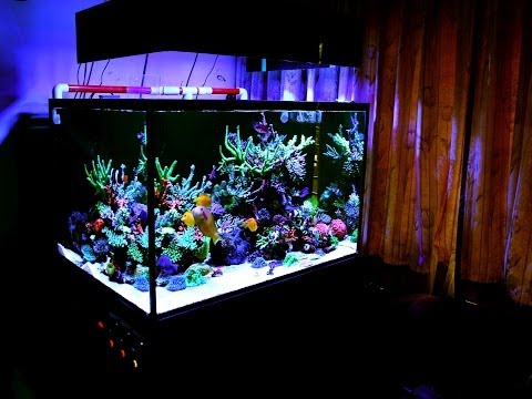 Gary's SPS Reef Tank