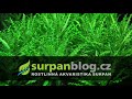 Akvarijní rostliny Pogostemon helferi - Pačule helferova