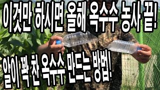 옥수수에 꽃이 필 때 이것만 하시면 무조건 알이 꽉 찬 옥수수 수확! 쭉정이 옥수수 줄이는 방법!
