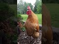 Golden Buff Orpington Crowing Shorts