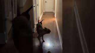 Video preview image #1 Beagle Puppy For Sale in Dunnellon, FL, USA