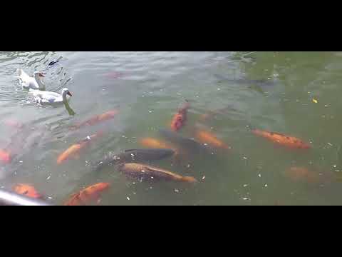 7.9.2025 Parque Centenario Laguna de los Patos Domingo a la Tarde de Invierno