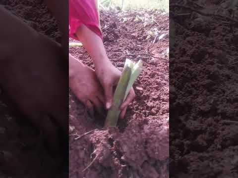 growing root taro tips : sunny location, create mounds of soil, plant the tubers, water consistently