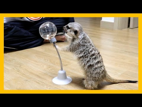 동물용 샌드백으로 냥냥펀치 연습하는 미어캣