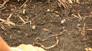 A Tribute to Earthworms for Earth Day 2010.avi