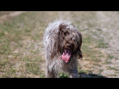 Top Toys for Active Wirehaired Pointing Griffons!