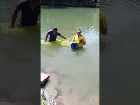 Inventario de peces en Río Tiznado. Municipio Ortiz. Estado Guárico