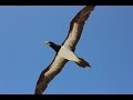 Birds of the UK Overseas Territories