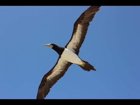 Birds of the UK Overseas Territories Video