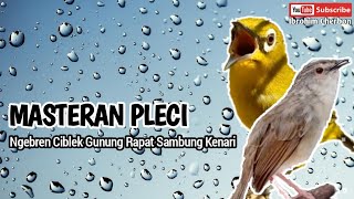 Download lagu MASTERAN PLECI NGEBREN CIBLEK GUNUNG PANJANG SAMBUNG KENARI mp3