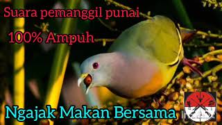 Download lagu SUARA PIKAT PUNAI PALING AMPUH // NGAJAK MAKAN BERSAMA mp3 Download lagu SUARA PIKAT PUNAI PALING AMPUH // NGAJAK MAKAN BERSAMA mp3