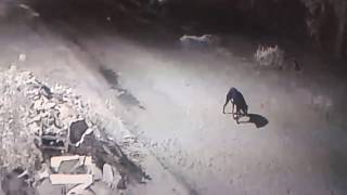 Luisõ visto en Ypacarai-Paraguay km 45