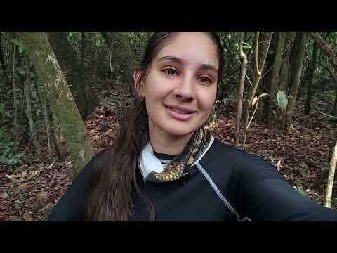 Saving Endangered Amazon Reptiles and Amphibians