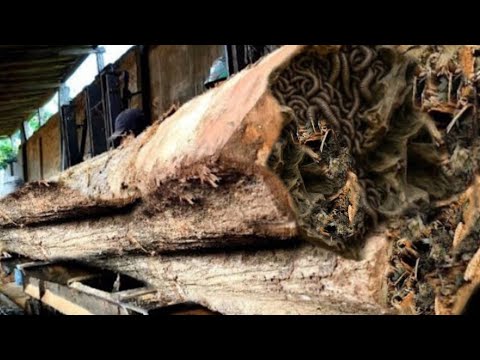 Von Giftschlangen befallenes Teakholz in einem Sägewerk