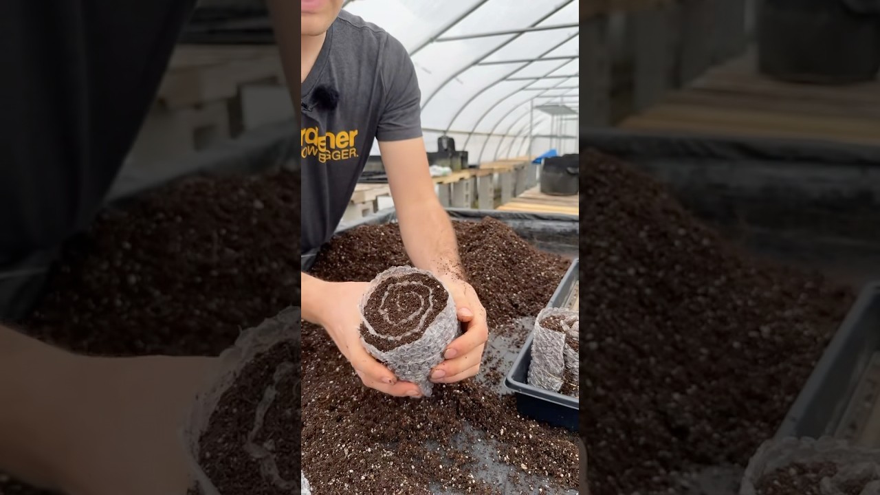 You Will LOVE This Clever Seed Starting Method! #gardeningtips #garden #gardening #shorts