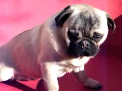 download lagu mp3 mp4 Mops Rüde, download lagu Mops Rüde gratis, unduh video klip Download Mops Rüde Mp3 dan Mp4 Viral Gratis