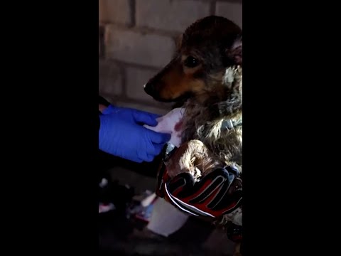 Two injured dogs rescued after Russian attack on Kyiv
