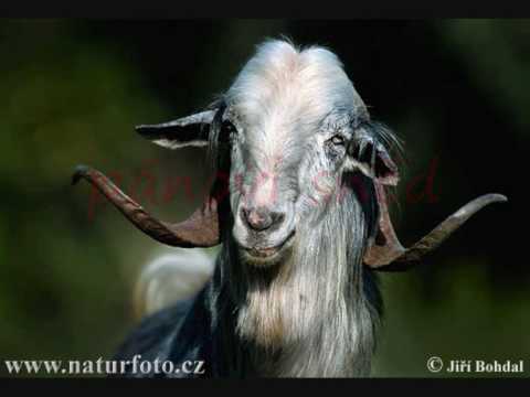 jaromír nohavica-kozel s textem