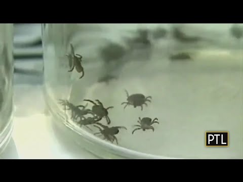 Ask Dr. Mike: Ticks & Wild Turkeys