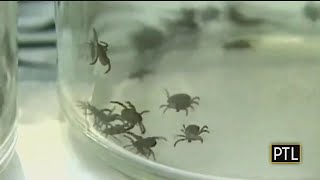 Ask Dr. Mike: Ticks & Wild Turkeys
