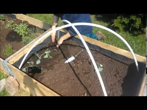 Plantera och gödsla i pallkrage