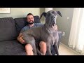 Big Dogs Thinking They Re Lap Dogs Funny Dogs Ever