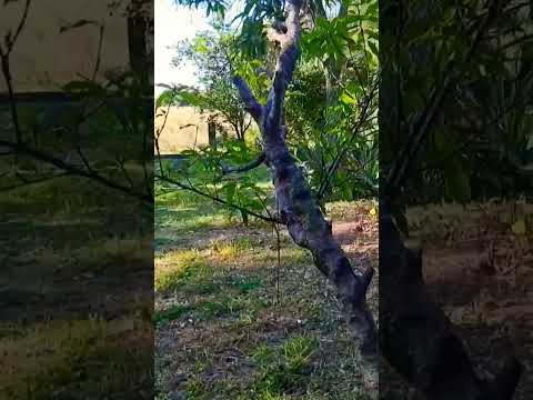 FEBRE, Entre Rios. Próximo Estreno,  #viajandoconcefer #shots #entrerios #argentina