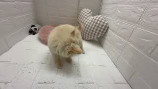 チワワ(ロング)の動画01