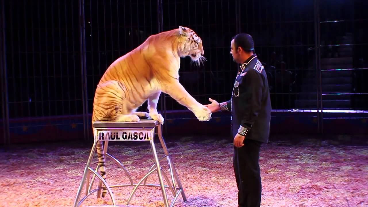 CIRCO HERMANOS GASCA 2012