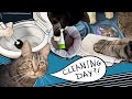 Distractions EVERYWHERE Penny The Cat Cleans The House With The Family