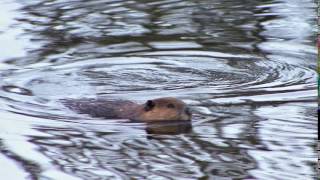 Barney the Beaver going for a swim
