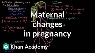 Maternal changes in pregnancy | Reproductive system physiology 