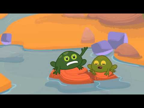 Andean Animals - Andean Toad