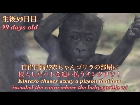 ゲンキ ゴリラ」のYahoo!リアルタイム検索 - X（旧Twitter）を