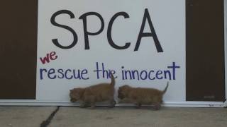 About us: Meet the SPCA of Wake County