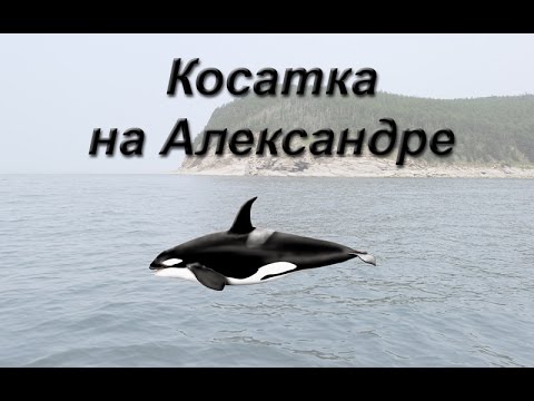 Русская Рыбалка 3.99 Косатка на Александре