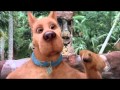 Scooby Doo Il Film Scooby E Shaggy Stanno Litigando