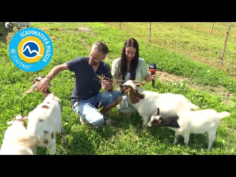 Zľavomatová polícia #Salaš Syrex