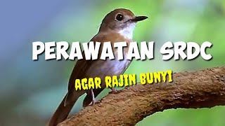 Download lagu cara merawat burung SRDC agar rajin bunyi mp3 Download lagu cara merawat burung SRDC agar rajin bunyi mp3